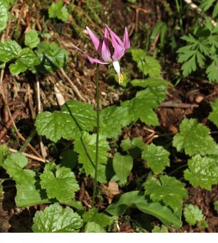 Erythronium revolutum (pink fawn lily) Erythronium revolutum (pink fawn lily)