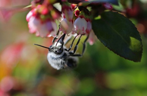 Vaccinium ovatum (evergreen huckleberry)