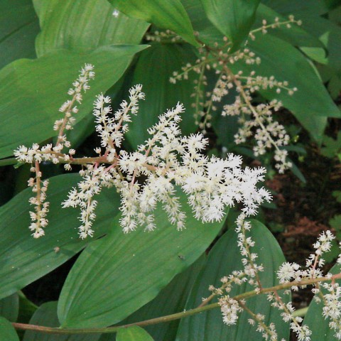 Maianthemum racemosum   (false Solomon's seal)