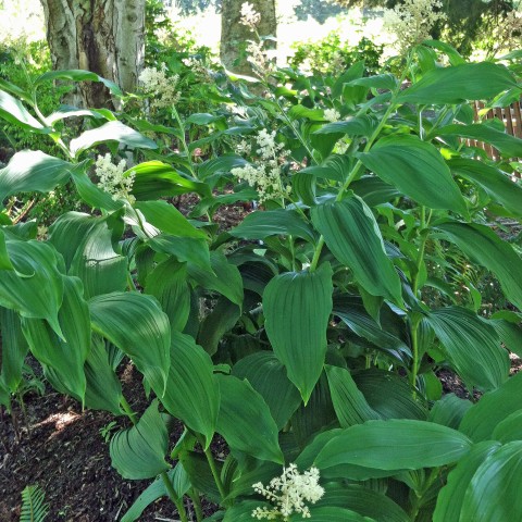 Maianthemum racemosum   (false Solomon's seal)