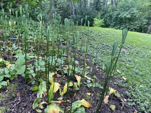 Erythronium revolutum (pink fawn lily) in July Erythronium revolutum (pink fawn lily) in July