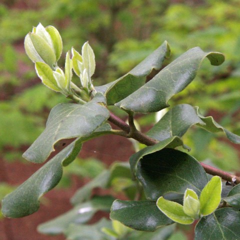 Garry elliptica (silk tassel)