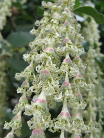 Garry elliptica (silk tassel)