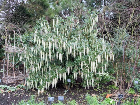 3 - Garry elliptica (silk tassel) Garry elliptica (silk tassel)
