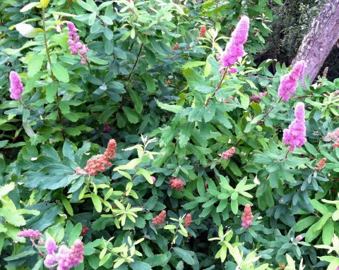 2 - Spirea douglasii (Douglas spirea or hardhack) Spirea douglasii (Douglas spirea or hardhack)