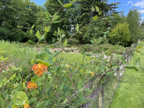 Lonicera ciliosa  (orange trumpet honeysuckle)