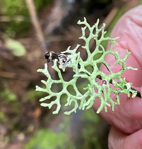Forking bone lichen (<em>Hypogymnia imshaugii</em>) Forking bone lichen (<em>Hypogymnia imshaugii</em>)