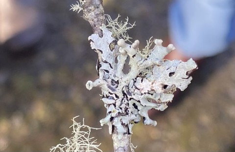 <em>Hypogymnia physodes</em> <em>Hypogymnia physodes</em>