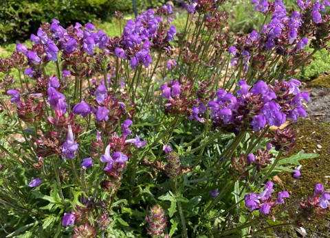 Self-heal 'Magdalena' Self-heal 'Magdalena'