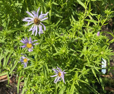 Pacific aster in early August