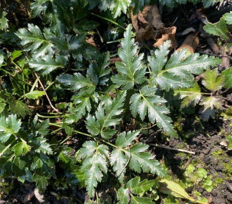 Fernleaf goldthread (Coptis aspleniifolia)