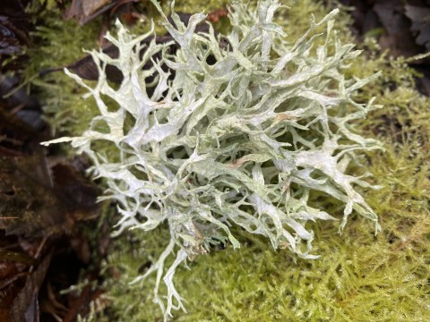 Antlered perfume (<em>Evernia prunastri</em>) Antlered perfume (<em>Evernia prunastri</em>)