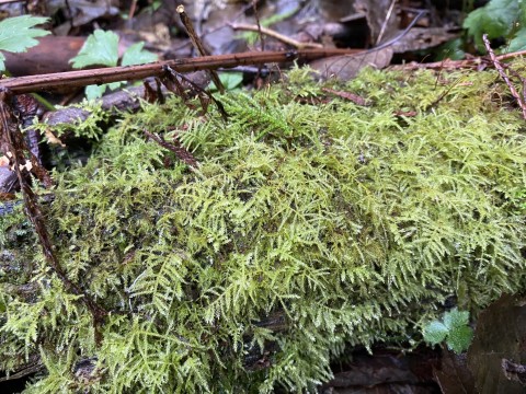 Oregon beaked moss (<em>Kindbergia oregana</em>) Oregon beaked moss (<em>Kindbergia oregana</em>)