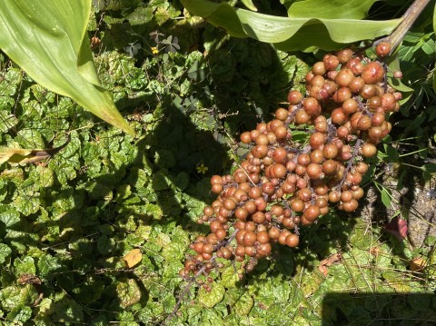 Maianthemum reacemosum (false Solomon's seal) - July berries Maianthemum reacemosum (false Solomon's seal) - July berries