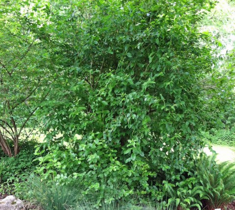 3 - Oemleria cerasiformis (Indian plum) Oemleria cerasiformis (Indian plum)