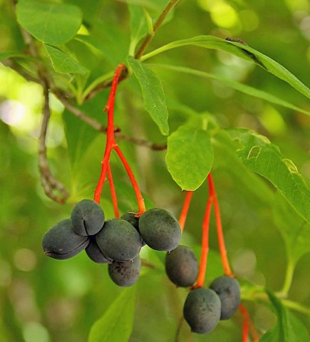 2- Oemleria cerasiformis (Indian plum) Oemleria cerasiformis (Indian plum)