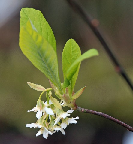 1 - Oemleria cerasiformis (Indian plum) Oemleria cerasiformis (Indian plum)
