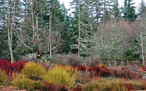 Cornus sericea (red-twig dogwood) colorful winter stems Cornus sericea (red-twig dogwood) colorful winter stems