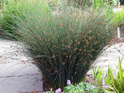 Juncus patens (California gray rush) Juncus patens (California gray rush)
