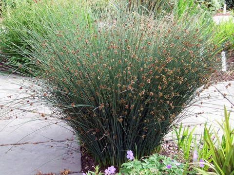 Juncus patens   (California gray rush)