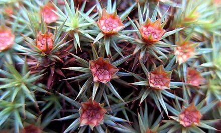 Male reproductive structure of <em>Polytrichum juniperinum</em> Male reproductive structure of <em>Polytrichum juniperinum</em>