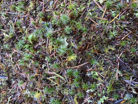 Juniper haircap moss (<em>Polytrichum juniperinum</em>) Juniper haircap moss (<em>Polytrichum juniperinum</em>)