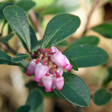 2 - Arctostaphyllos uva-ursi (kinnikinnick) Arctostaphyllos uva-ursi (kinnikinnick)