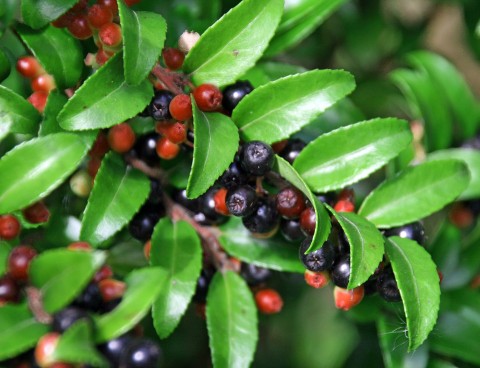 1 - Vaccinium ovatum (evergreen huckleberry) Vaccinium ovatum (evergreen huckleberry)