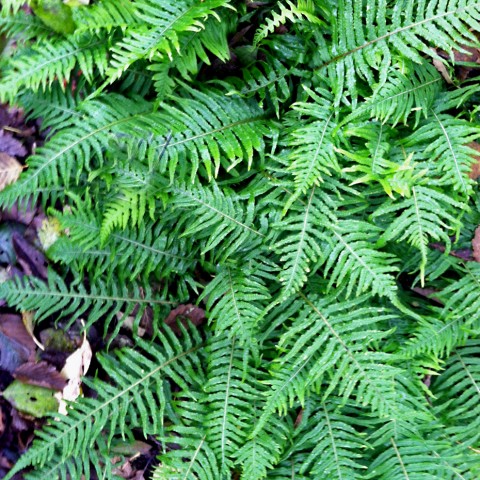 1 - Polypodium glycyrrhiza (licorice fern) Polypodium glycyrrhiza (licorice fern)