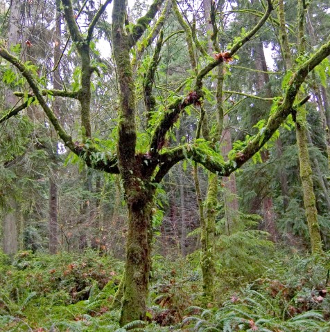 2 - Polypodium glycyrrhiza (licorice fern) growing in a tree Polypodium glycyrrhiza (licorice fern) growing in a tree