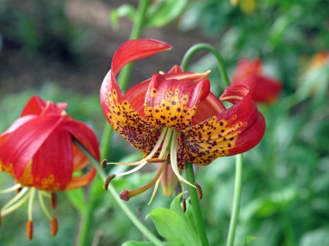 Lilium paradalinum    (leopard lily)