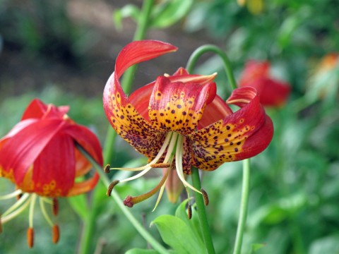 Lilium paradalinum (leopard lily) Lilium paradalinum (leopard lily)
