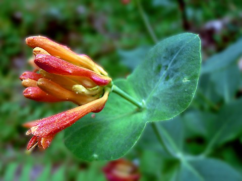 Lonicera ciliosa (orange trumpet honeysuckle) Lonicera ciliosa (orange trumpet honeysuckle)