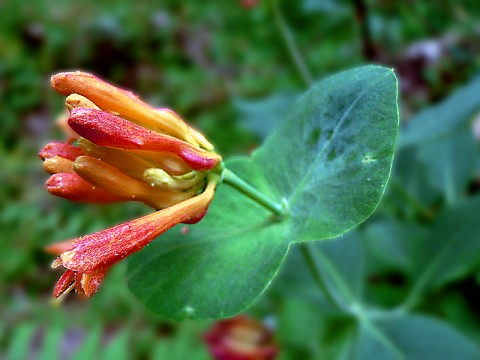 Lonicera ciliosa  (orange trumpet honeysuckle)