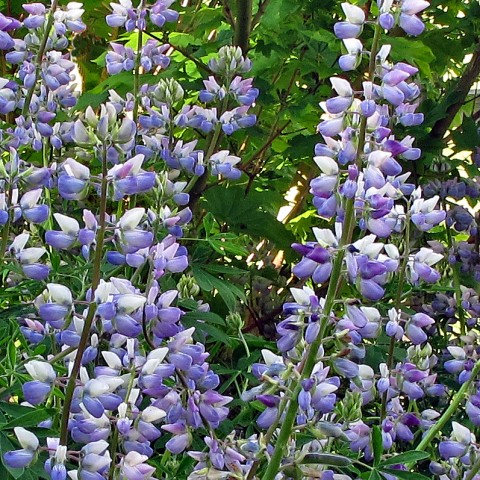 Lupinus rivularis (riverside lupine) Lupinus rivularis (riverside lupine)