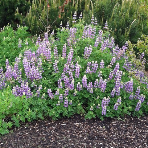 Lupinus rivularis  (riverside lupine)