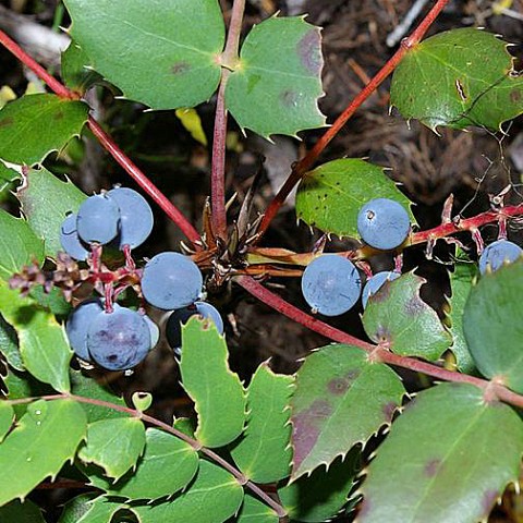 2 - Mahonia nervosa (Cascade Oregon grape) Mahonia nervosa (Cascade Oregon grape)