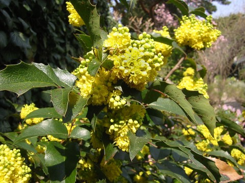 Mahonia nervosa   (Cascade Oregon grape)