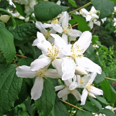 1 - Philadelphus lewisii (mock orange) Philadelphus lewisii (mock orange)