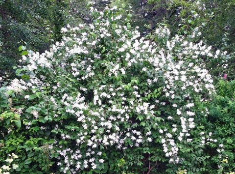 Philadelphus lewisii  (mock orange)