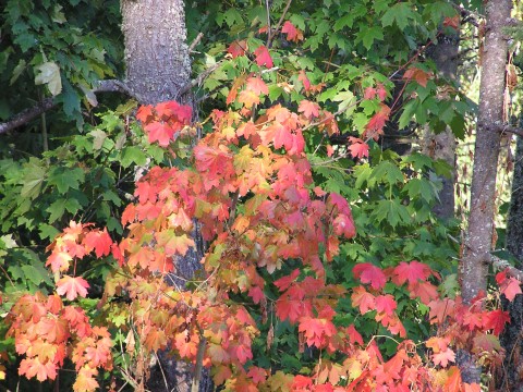 2 - Acer circinatum (vine maple) Acer circinatum (vine maple)