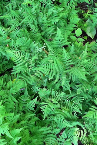 Gymnocarpium dryopteris (oak fern) Gymnocarpium dryopteris (oak fern)