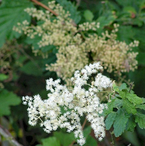 1 - Holodiscus discolor (oceanspray) Holodiscus discolor (oceanspray)
