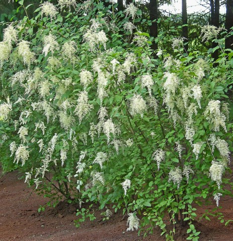 2 - Holodiscus discolor (oceanspray) Holodiscus discolor (oceanspray)