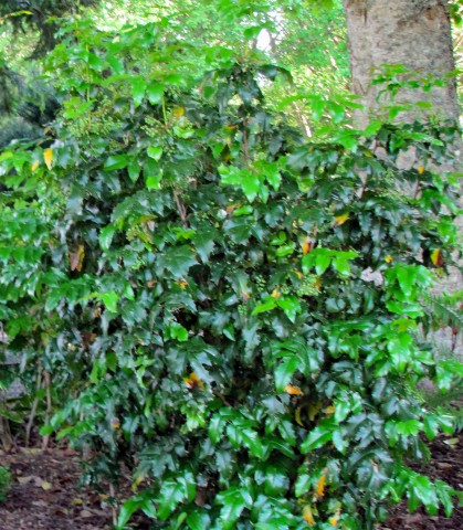 3 - Mahonia aquifolium (tall Oregon grape) Mahonia aquifolium (tall Oregon grape)