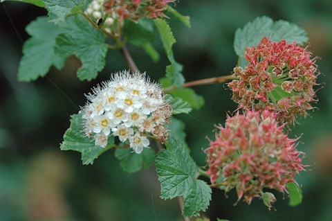 1 - Physocarpus capitatus (Pacific ninebark) Physocarpus capitatus (Pacific ninebark)