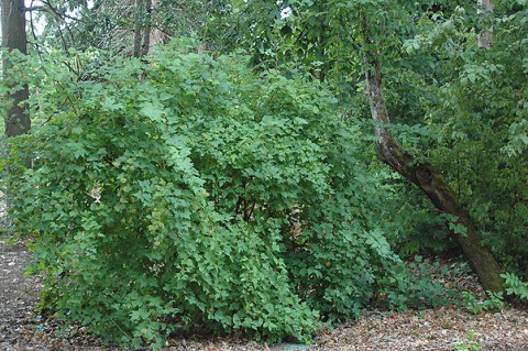 Physocarpus capitatus (Pacific ninebark) Physocarpus capitatus (Pacific ninebark)