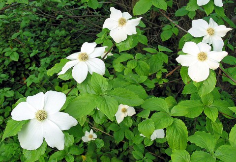 1 - Cornus nuttallii (Pacific dogwood) flower Cornus nuttallii (Pacific dogwood) flower