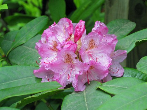 1 - Rhododendron macrophyllum (Pacific rhododendron) Rhododendron macrophyllum (Pacific rhododendron)