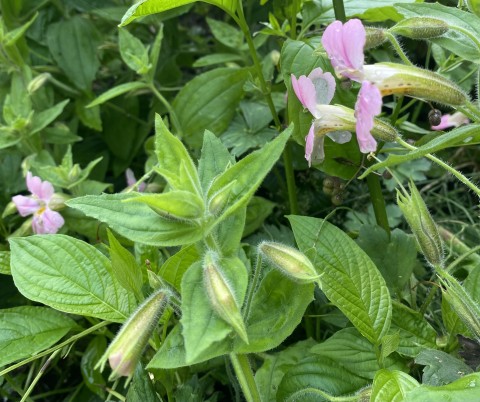 Mimulus lewisii (pink monkeyflower) Mimulus lewisii (pink monkeyflower)